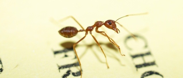 Mnemotechniki, czyli o jaskrawej mrówce