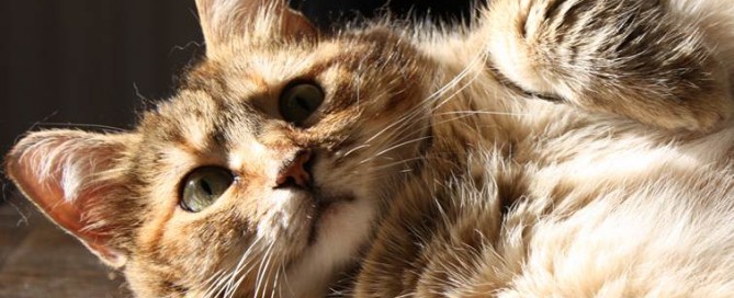 Ciekawe idiomy w języku angielskim